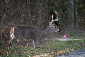 White Tailed Deer