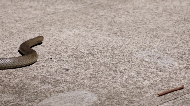 An extremely venomous eastern brown snake (Pseudonaja textilis) slithers across a concrete footpath in Australia.