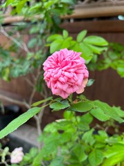 pink rose bush
