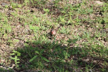 Common Waxbill (Estrilda astrild), Papeete, Tahiti, French Polynesia.