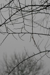 Bare Tree Branches