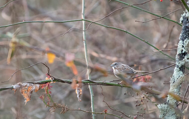 Song Sparrow