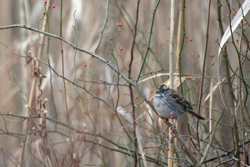 White Throated Sparrow