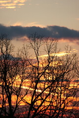Naklejka premium Sunset Through Tress