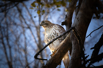 red-tailed hawk