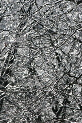 Winter Branches with Ice
