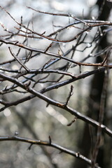 Winter Branches with Ice