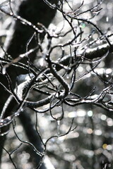 Winter Branches with Ice
