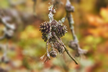 Green, nature and cone on pine tree in forest with sustainable ecosystem in outdoor park. Woods, growth and morning plants with ecology, autumn branch and conifer in natural environment in Denmark