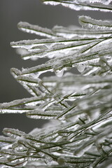 Pine Needles with Ice