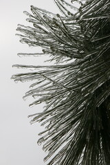 Pine Needles with Ice