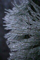 Pine Needles with Ice