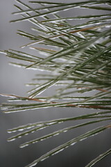 Pine Needles with Ice