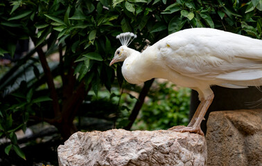 A brightly colored peacock is a stunning bird known for its iridescent plumage, featuring vibrant...
