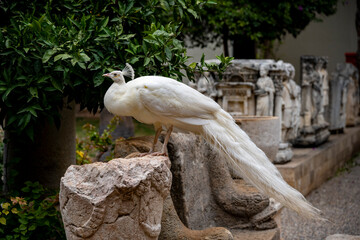 A brightly colored peacock is a stunning bird known for its iridescent plumage, featuring vibrant blues, greens, and golds. Brightly colored and white peacocks roam freely in the garden of Antalya Mus