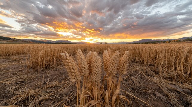 Golden Wheat Field Sunset Landscape, Montana
