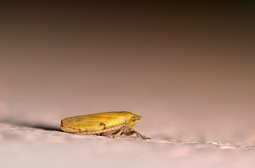 small bedbug perched on a wall