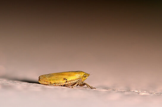 small bedbug perched on a wall