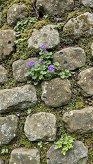 Fototapeta premium Tranquil cobblestone wall with moss violets