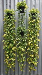 Fototapeta premium Vertical golden pothos in steel wall planters cascading leaves like vibrant waterfalls