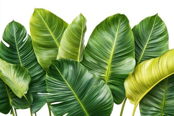 Lush Green Tropical Leaves: A Vibrant Display of Nature's Beauty