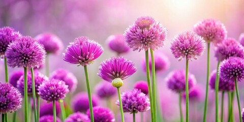 Fototapeta premium Minimalist Spring Wild Chives Blossoms: Pink & Purple Allium Schoenoprasum Flowers