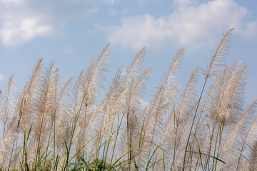 Fototapeta premium Selective focus of white fluffy of wild sugarcane flowers under blue sky, Saccharum spontaneum is a grass native throughout much of tropical and subtropical, Saccharum officinarum, Natural background.