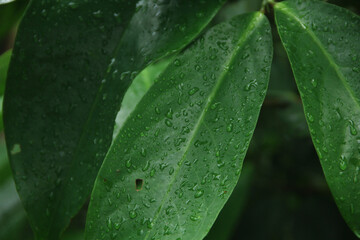 guava leaves exposed to raindrops create a fertility and cool effect on the tree that is visible in the morning