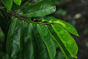 Soursop leaves wet from rainwater in the morning