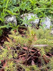 grass in the garden 