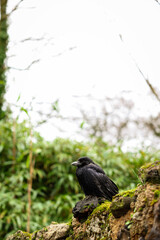 perched crow 