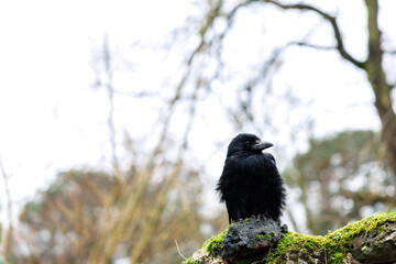 crown on moss
