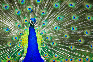 Fototapeta premium Portrait of a peacock displaying his beautiful tail