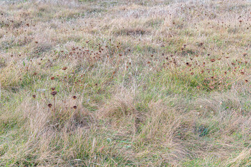 Dry grass in the field