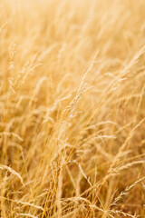 Annual-bristle field background