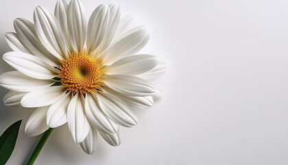 stylish unmarried white flower with green stem on a smooth white history positioned to the proper