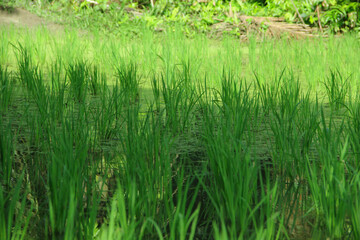 The fields are planted with young rice which is ready to grow and become rice