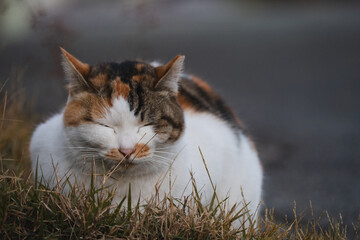 野良猫の三毛猫