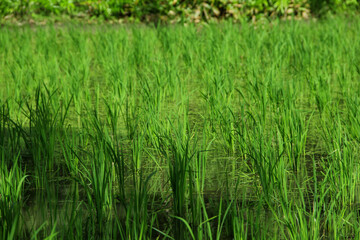 The fields are planted with young rice which is ready to grow and become rice