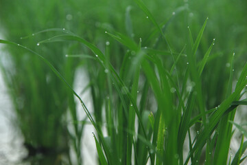 The fields are planted with young rice which is ready to grow and become rice