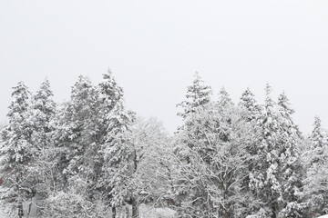 雪の積もった木々