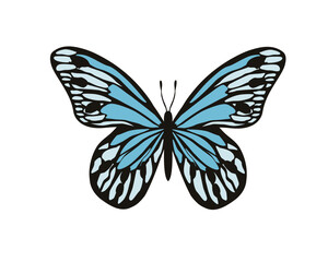 Flat butterfly designset of butterflies isolated on white	