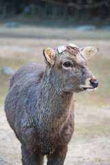 野生の鹿