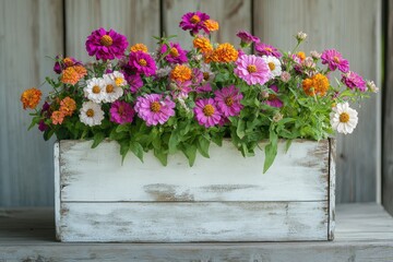 Colorful Zinnia Flowers in a Rustic White Wooden Box
