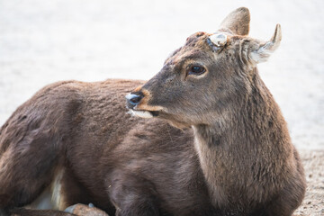野生の鹿