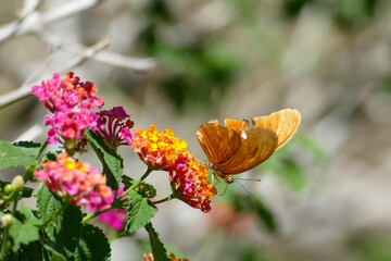 butterfly sucks the nectar of a blooming tropical plant