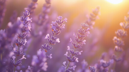 Fototapeta premium Close-up of lavender blossoms with blurred background in golden light