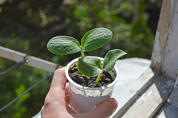 a man's hand holds a glass with sprouts of watermelon, melon or cucumber. growing melon seedlings at home. growing vegetables and berries