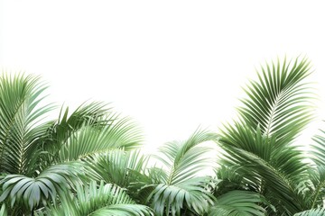 Obraz premium Lush Green Tropical Bushes Against a Clean White Background