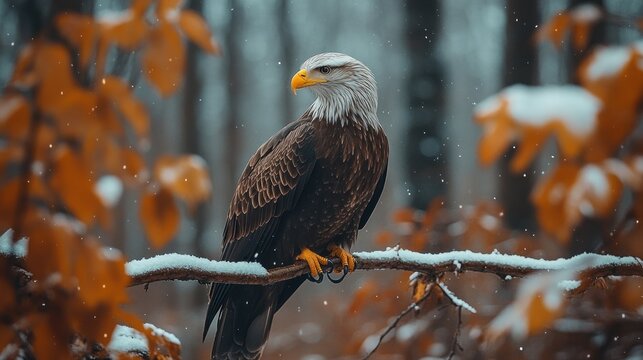 Bald eagle perched on snowy branch, winter forest